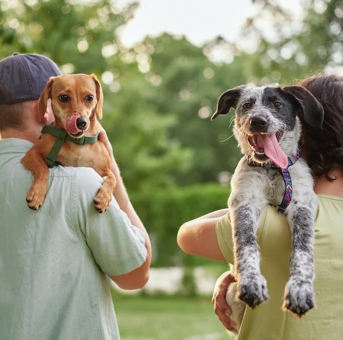 Unlocking Your Dog’s Happiness