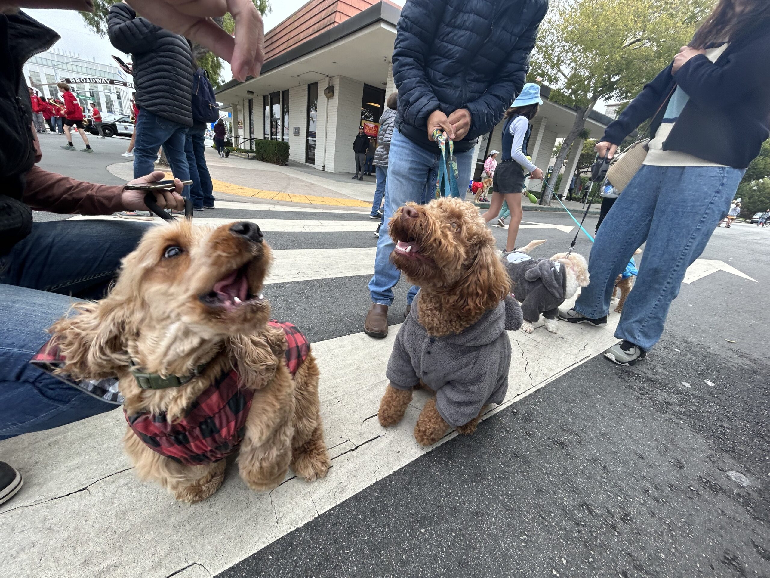 Inaugural Pawtner Walk